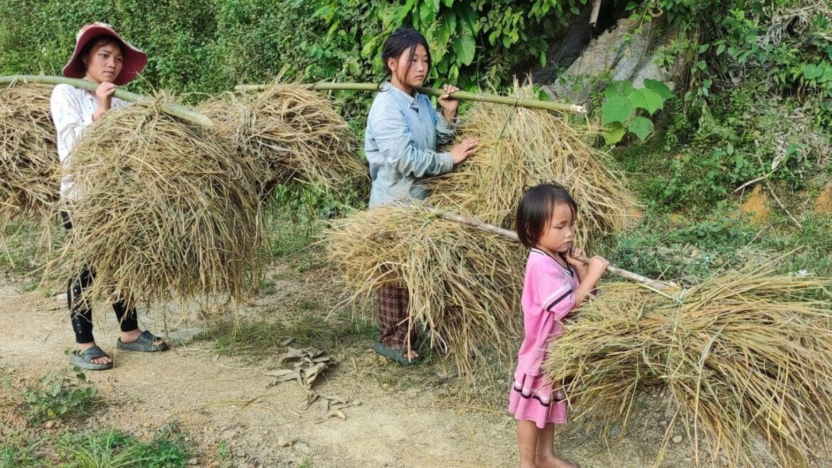 The vegetable gardening journey of three Be Anh sisters. Bé Anh