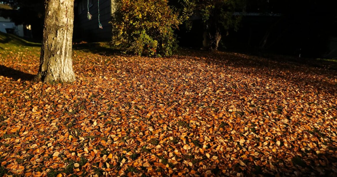 Dead leaves are good. Leave them where they fall.