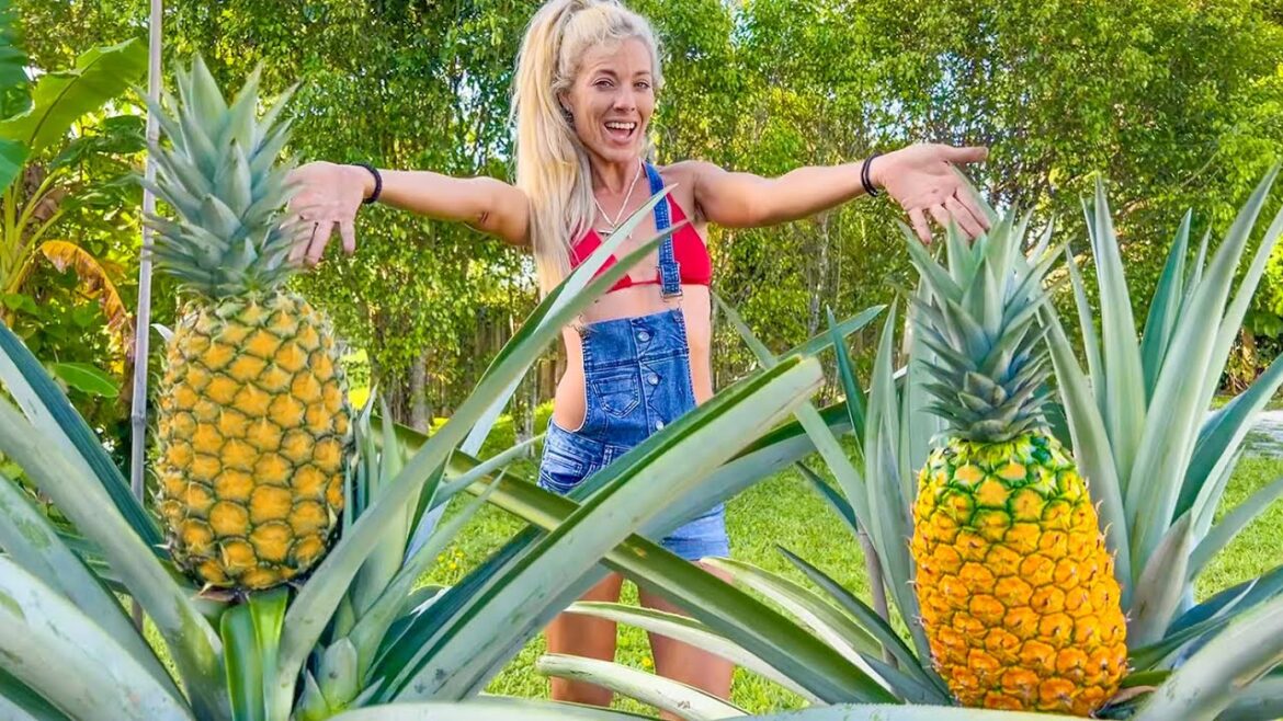 How To Grow GIANT Pineapples at Home Anywhere in the World- Fast & Easy in Containers! How To Grow GIANT Pineapples at Home Anywhere in the World- Fast & Easy in Containers!