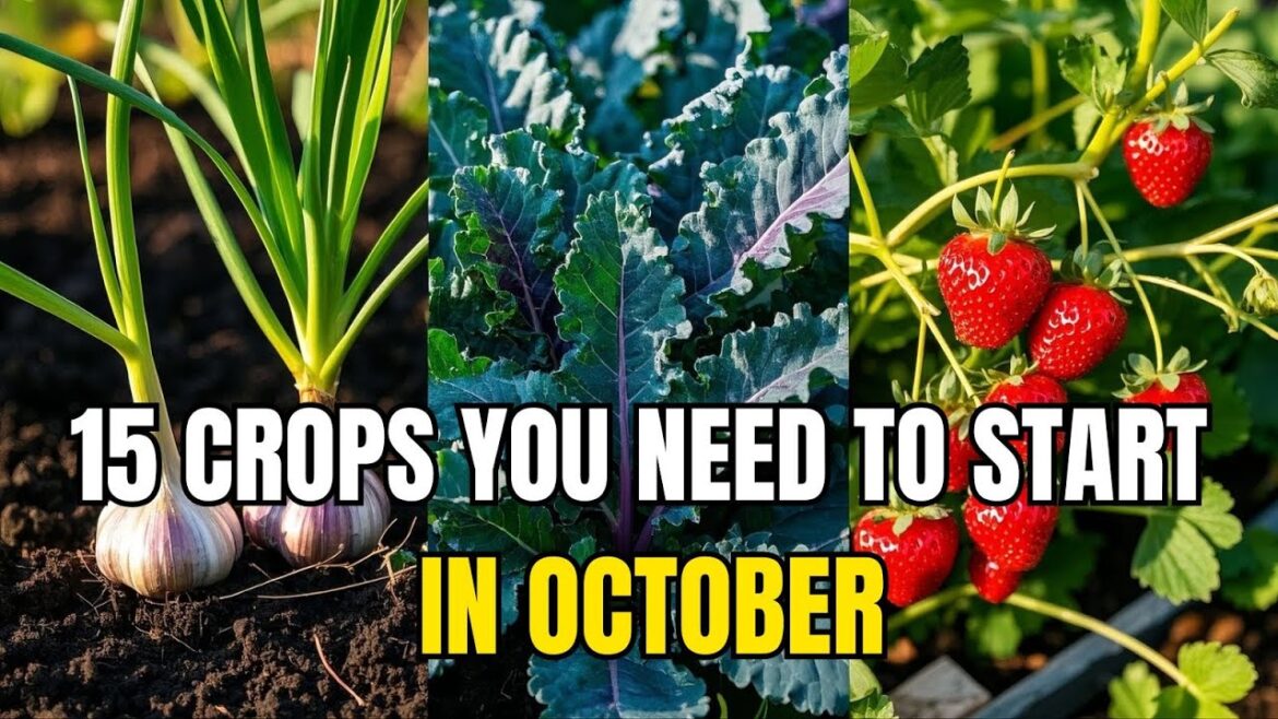 15 Crops You NEED To Start In October | Easy Gardening Tips for Indoors & Outdoors 🌱🍂