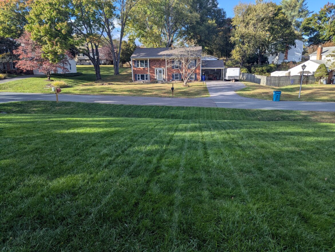 Obscenely Green - DMV