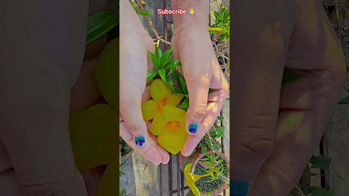 ফুল নিয়ে টিকটিক #gardening #youtubeshorts #UpdateGardening #garden #youtubeshort #flowers #rose ফুল নিয়ে টিকটিক #gardening #youtubeshorts #UpdateGardening #garden #youtubeshort #flowers #rose