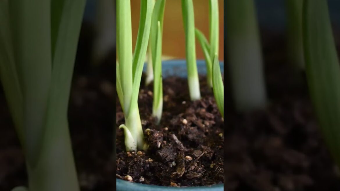 Best Indoor Vegetable Garden Ideas #indoor #vegetable #vegetablegarden