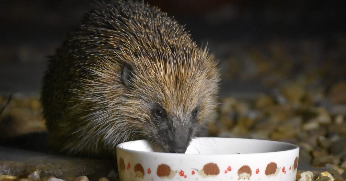 How to attract hedgehogs to your garden by doing 1 thing outside Daily Record