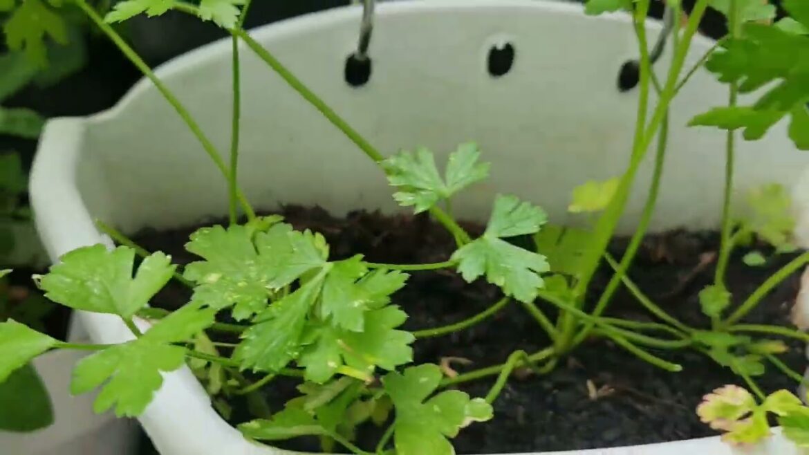 July 2025 – UrbanGardening / Container Gardening July 2025 - UrbanGardening / Container Gardening