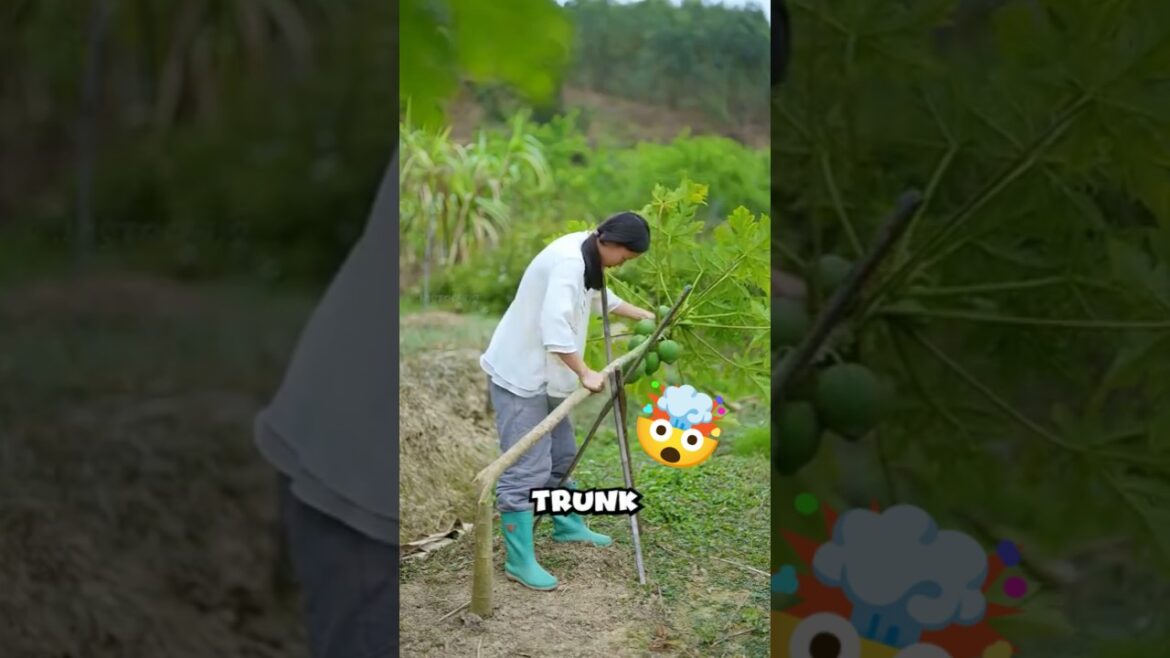 Amazing Papaya Growing Hack You Need to See! Amazing Papaya Growing Hack You Need to See!