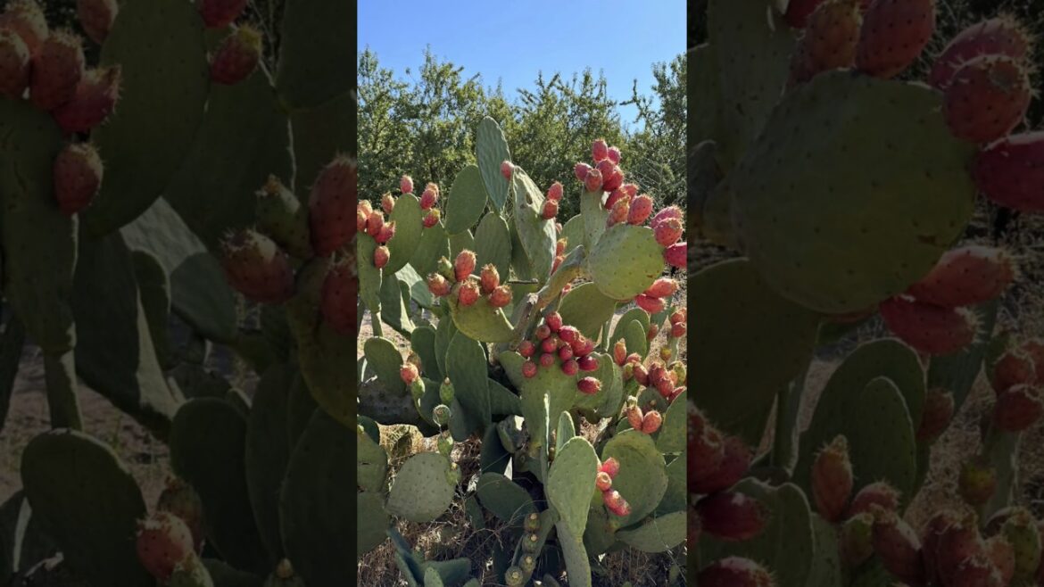 Edible Cacti! #garden #plantproducts #growyourownfood #shorts Edible Cacti! #garden #plantproducts #growyourownfood #shorts