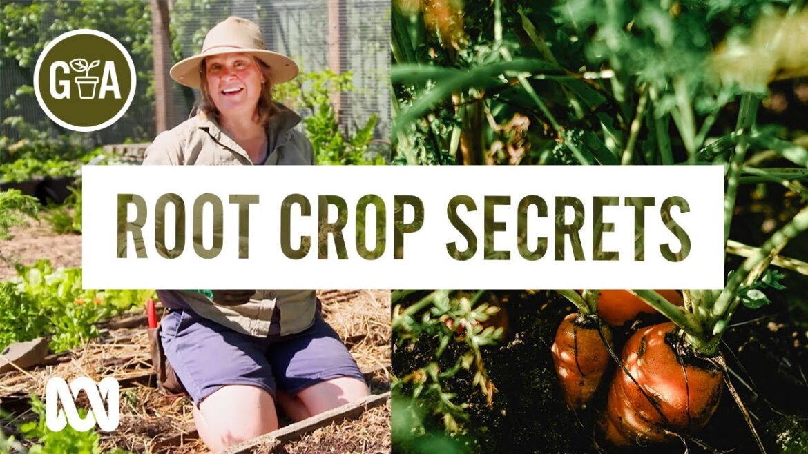 How to Grow Perfect Root Vegetables  | Gardening 101 | Gardening Australia