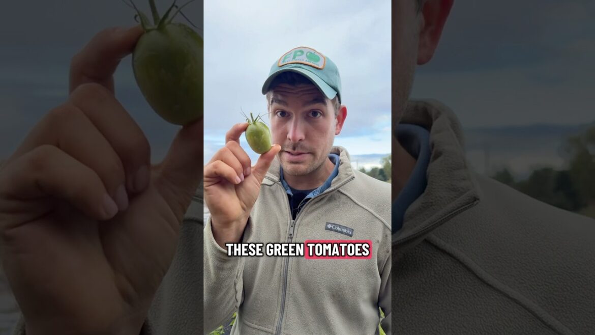 Do This to Your Green Unripe Tomatoes!