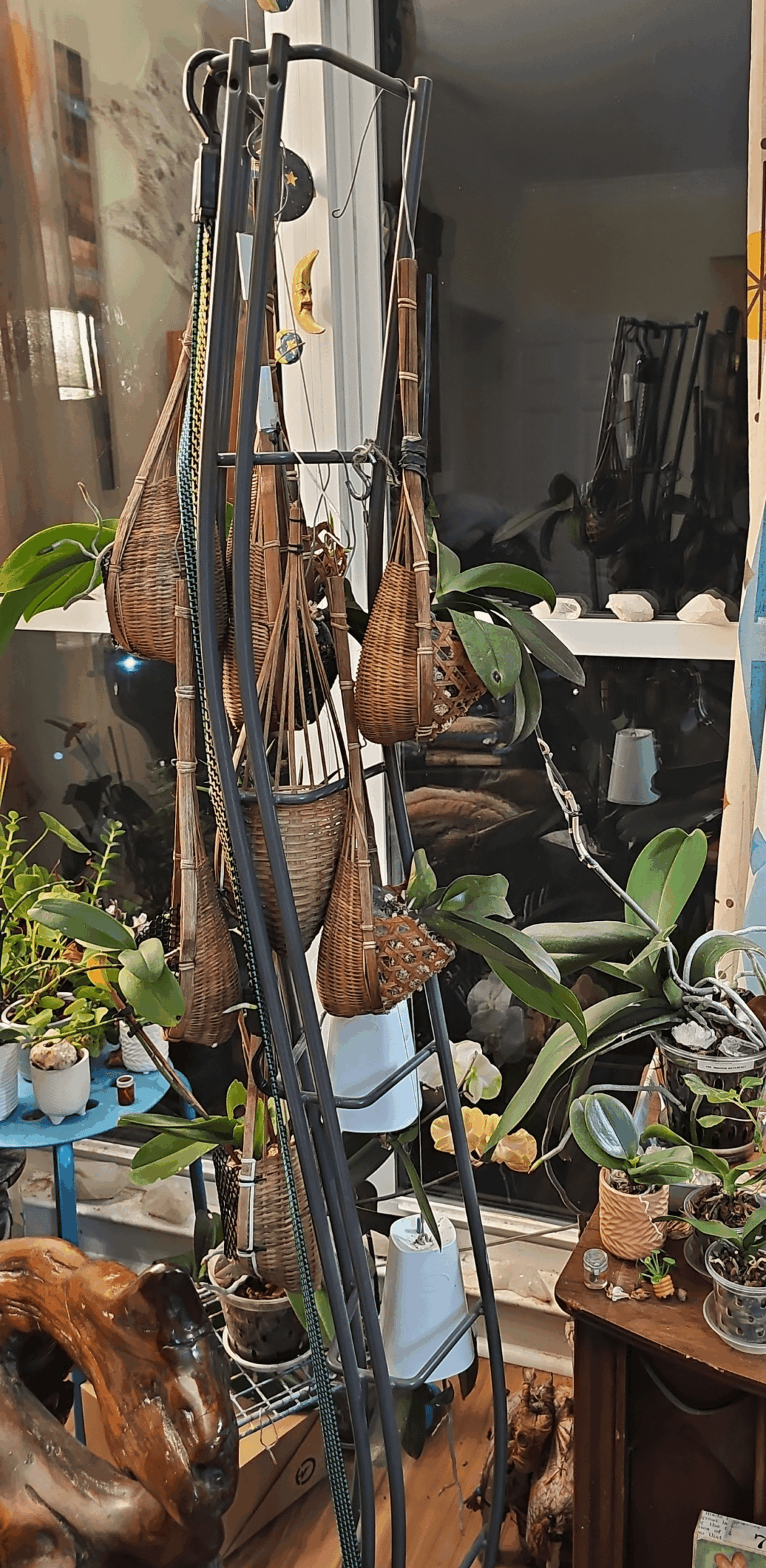 I repurposed an old CD rack into an orchid hanger! I repurposed an old CD rack into an orchid hanger!