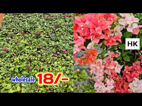 Wholesale plant Market Bougainvillea flower || Cheapest Plant market in India 9062334424 Wholesale plant Market Bougainvillea flower || Cheapest Plant market in India 9062334424
