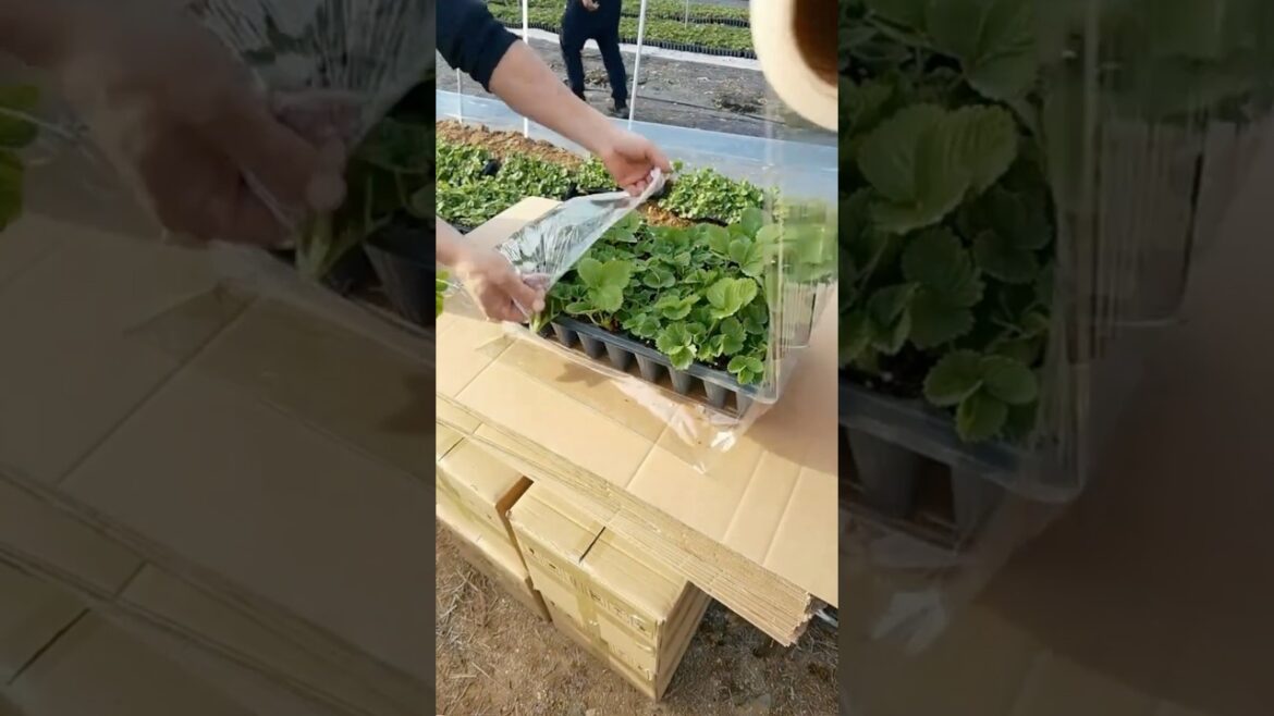 Excellent Strawberry Seedling Packaging Technique #farmingtech Excellent Strawberry Seedling Packaging Technique #farmingtech