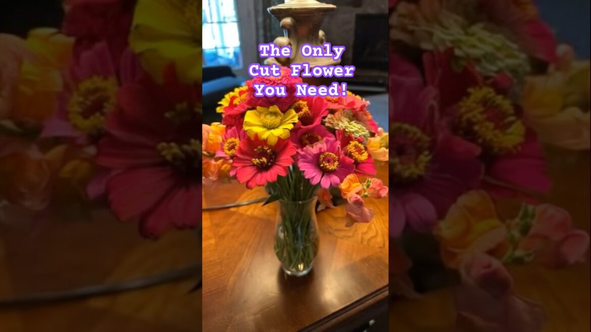 LETTING YOU IN ON MY SECRET! #cutflowers #cutflowergarden #zinnia #gardeningideas #beginnergardener
