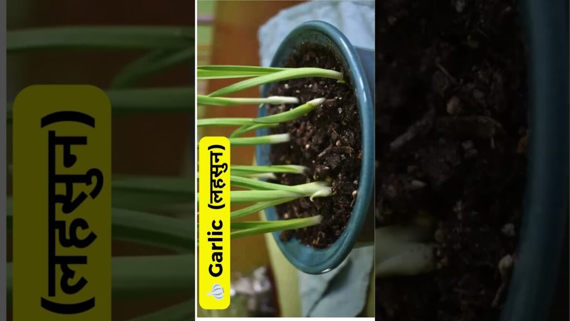 घर पर उगाइए 10 आसान खाने योग्य पौधे short #nature #motivation#facts #gardening #plants #edible घर पर उगाइए 10 आसान खाने योग्य पौधे short #nature #motivation#facts #gardening #plants #edible