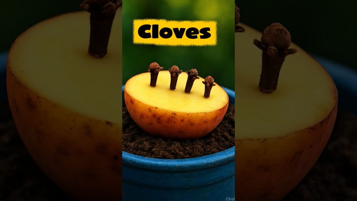 How to Grow Cloves at Home GardeningTips #Cloves #HomeGarden #foryou  #PotGardening #fyp #shorts