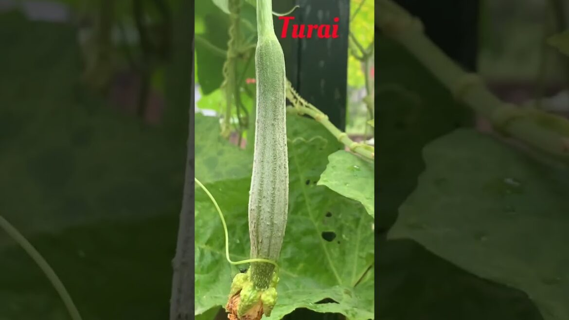 Ridge Gourd (Turai) Life Cycle | From Flower to Fruit #shorts #andrast