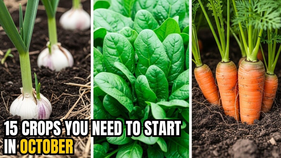 15 Crops You NEED To Start In October immediately | Easy Gardening Tips for Indoors & Outdoors 🌱 15 Crops You NEED To Start In October immediately | Easy Gardening Tips for Indoors & Outdoors 🌱