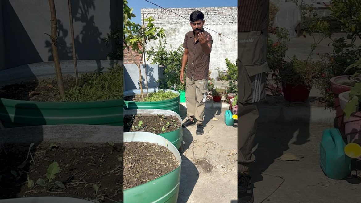Updates Winter Vegetables Growing #viral #shorts #viralshorts #winter #gardening #garden Updates Winter Vegetables Growing #viral #shorts #viralshorts #winter #gardening #garden