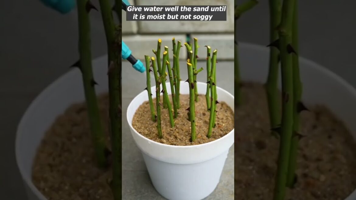 How to Grow Roses from Cuttings | Easy Propagation Method #gardeninghacks