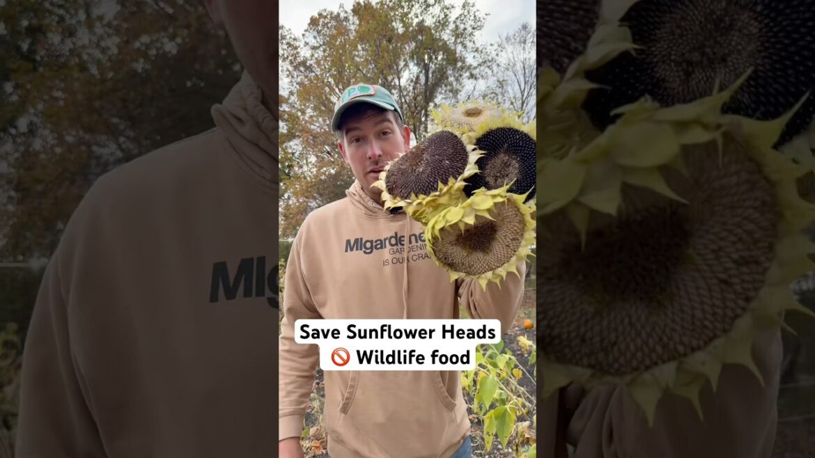 The Only Trick You Will Ever Need to Harvest PERFECT Sunflower Heads