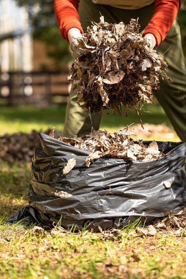 Raking fallen leaves with rakes.