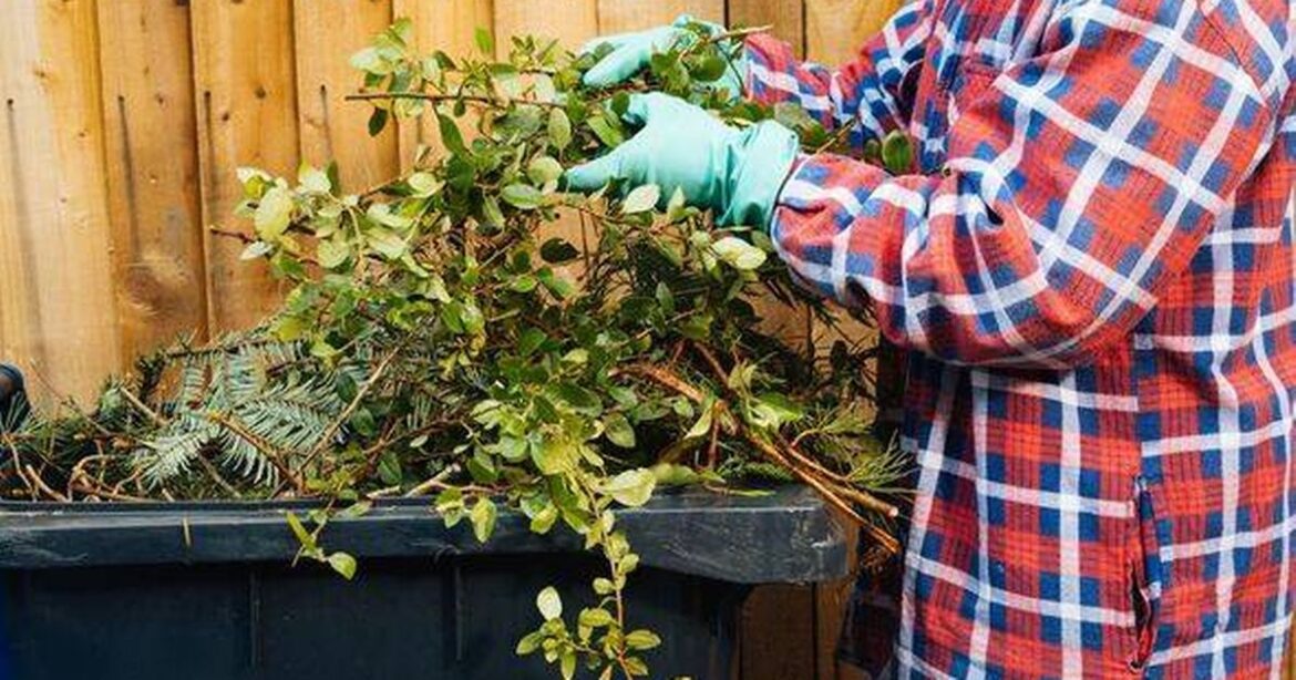 UK gardeners warned that green bin mistake could lead to hefty fine Daily Mirror