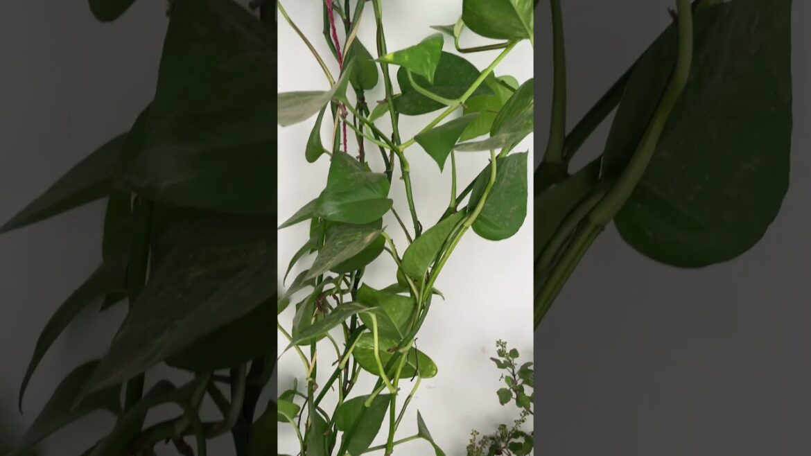 Money plant#Tips#garden#motivational#trending#ytshorts Money plant#Tips#garden#motivational#trending#ytshorts