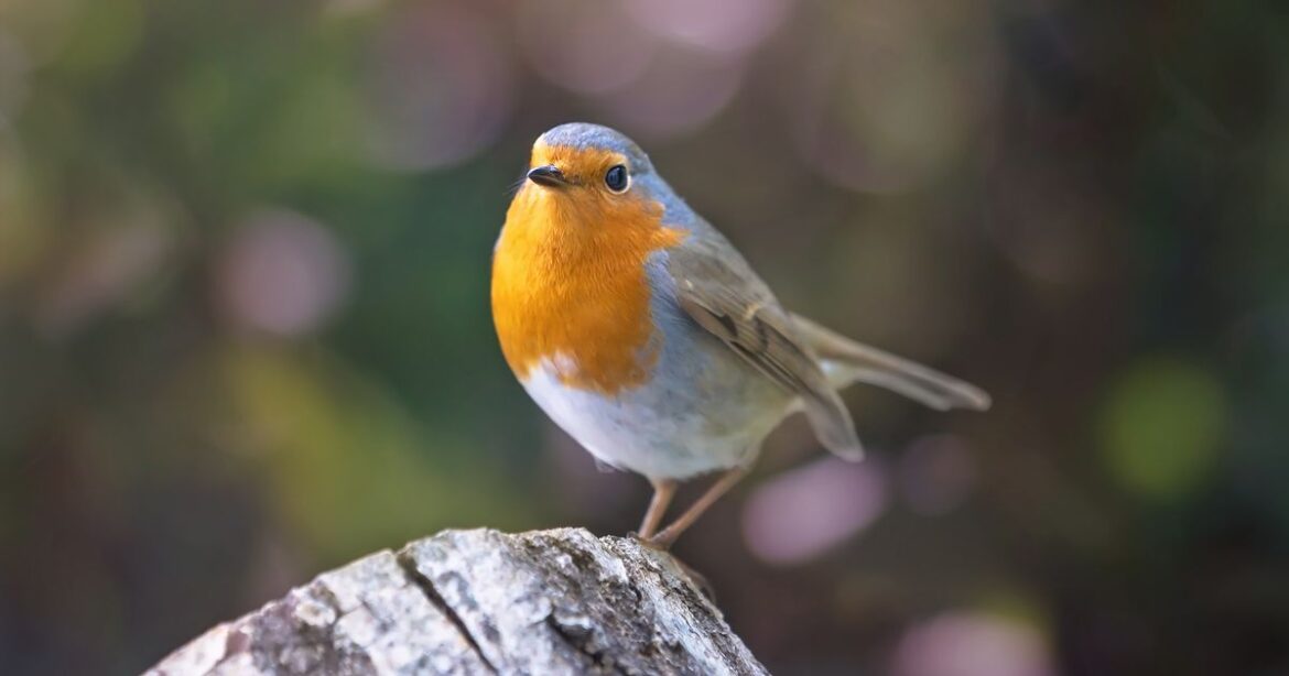 Robins will come to your garden all year if you plant one bulb in the borders Daily Record