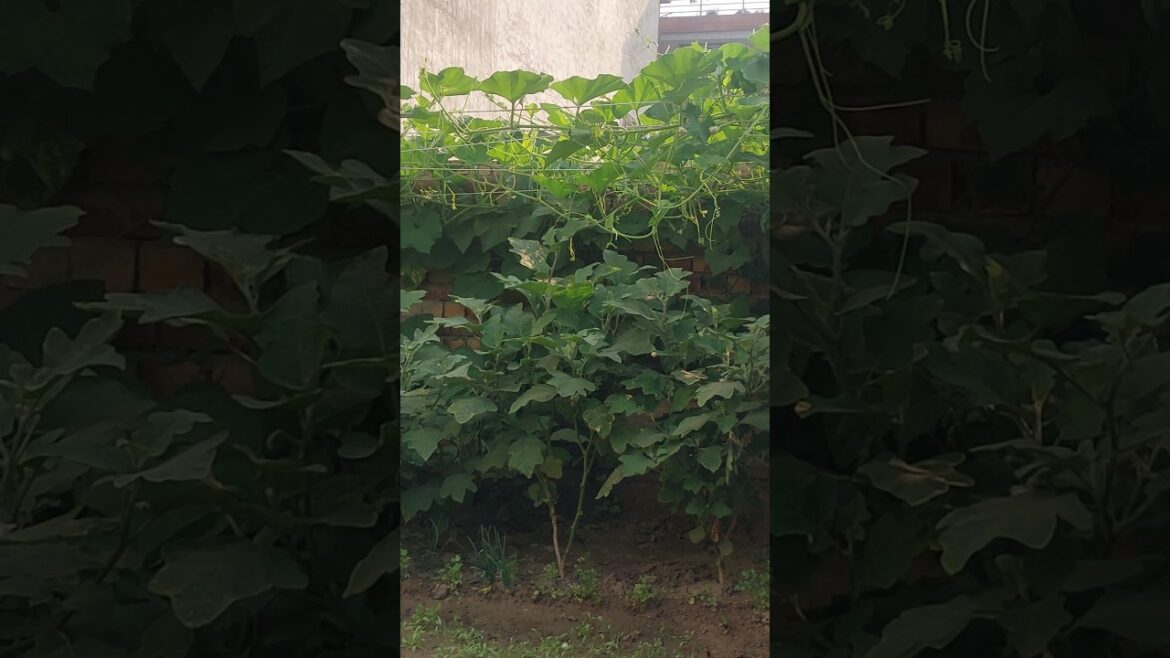 #farming #food #agriculture #gardening #vegetables #minivlog #shortsviral #farming #food #agriculture #gardening #vegetables #minivlog #shortsviral