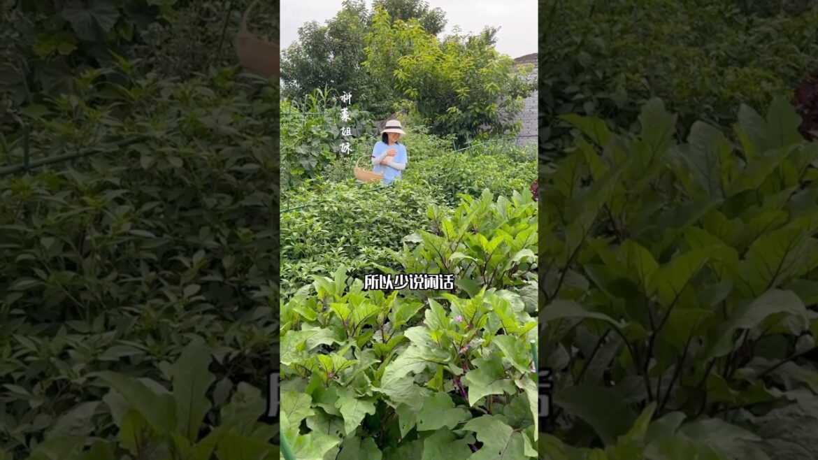 Vegetables garden(77) #countryside #garden #vegetables #villagelife #rurallife #nature #shorts #love