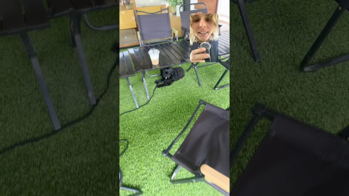 Any idea why this dog-friendly café chose that?