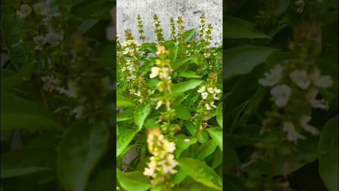 fennel seeds plant (सौंफ का पोधा) #shorts #youtubeshorts #trending #viralvideo #viral #saunf #sonf fennel seeds plant (सौंफ का पोधा) #shorts #youtubeshorts #trending #viralvideo #viral #saunf #sonf