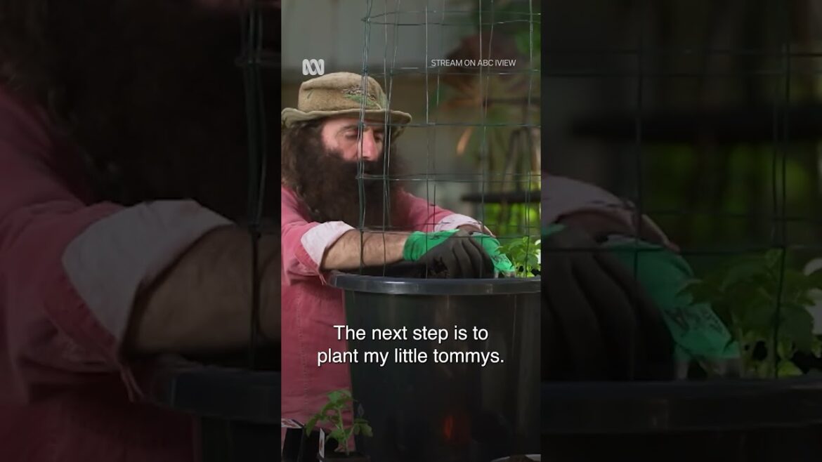 Grow tomatoes at home with this easy tip! | Gardening Australia #SustainableLiving