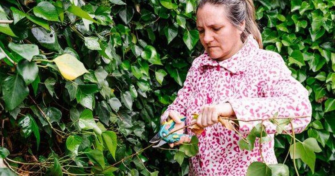 Four ‘hazardous’ plants you should remove from your garden immediately Chronicle Live