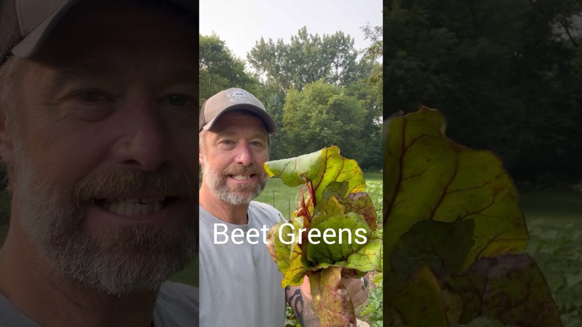 Beet Greens Are Edible And Delicious #beets #beetgreens #veteran #garden #edible #delicious #green Beet Greens Are Edible And Delicious #beets #beetgreens #veteran #garden #edible #delicious #green