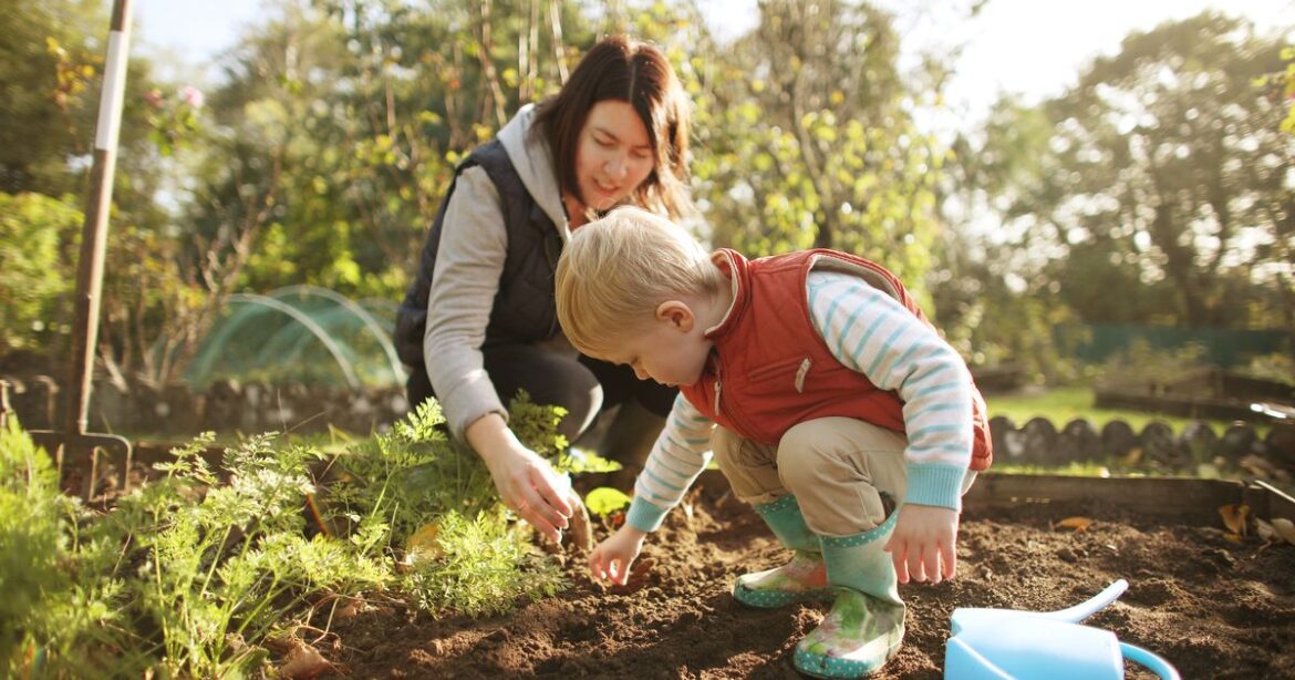 Gardener says don’t make common mistake if you’re planting garlic this autumn Daily Record