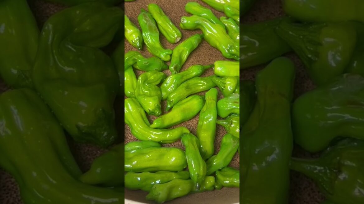 shishito from my backyard garden 🌶️#california