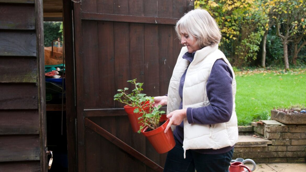 What to do with your summer garden plants now so that they last until next year  What to do with your summer garden plants now so that they last until next year