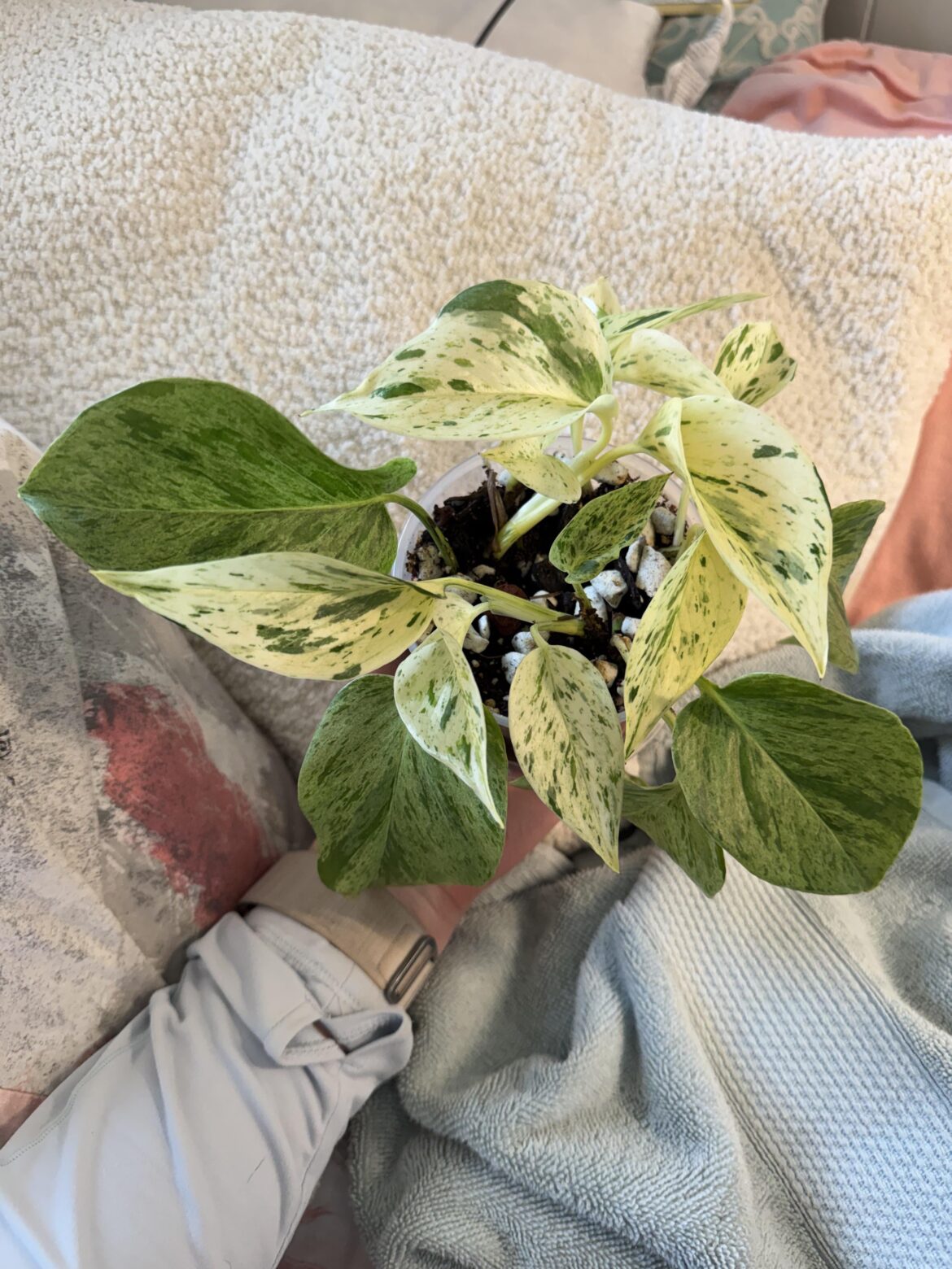 A Very Snowy Snow Queen?