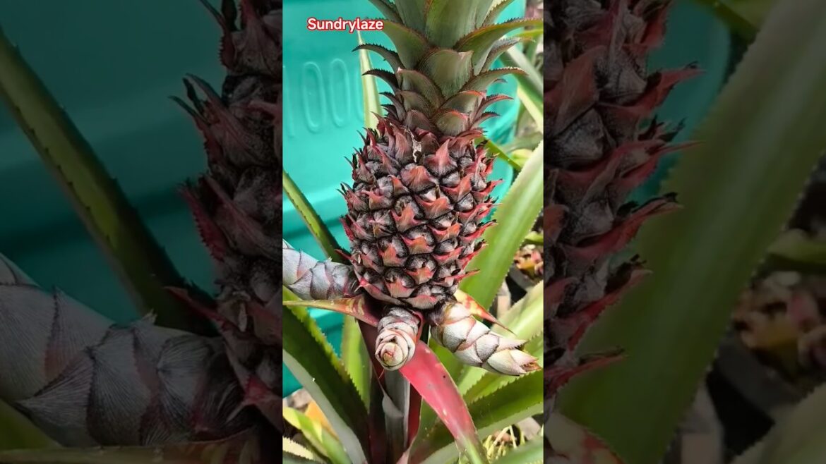 Pineapple in Roof Garden #pineapple #pineapplefarm #roofgardening #rooftopgarden #gardening #shorts Pineapple in Roof Garden #pineapple #pineapplefarm #roofgardening #rooftopgarden #gardening #shorts