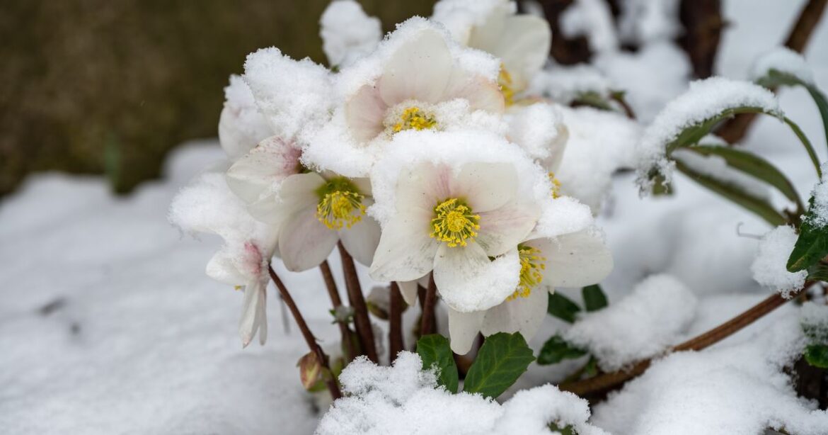 These expert tips will protect your precious garden plants from frost this winter Daily Record