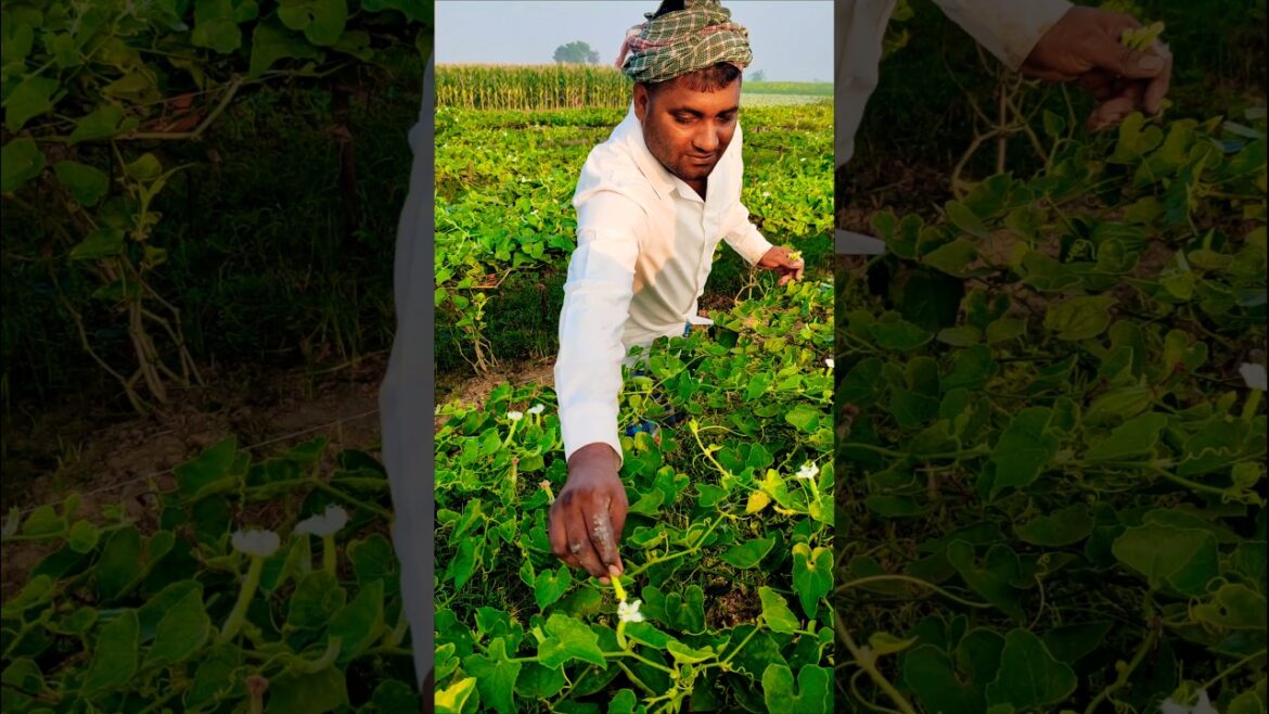 How Farmers Pollinate Pointed Gourd Flowers Early Morning 🌼 #shorts