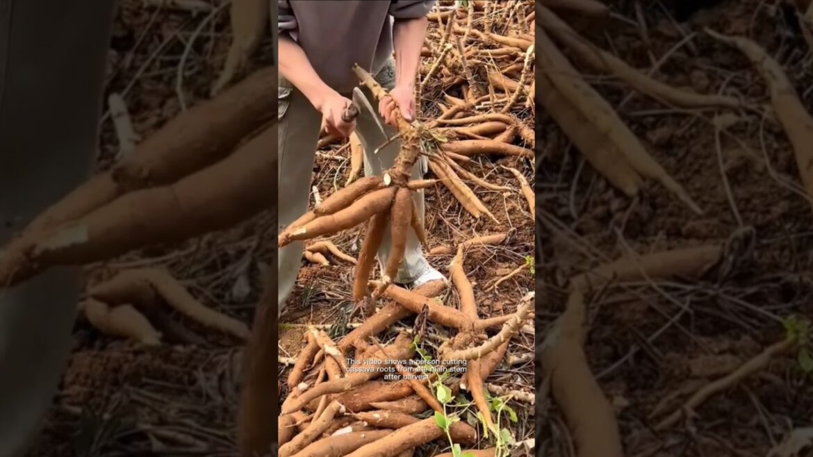 Cassava roots cut the traditional way Cassava roots cut the traditional way