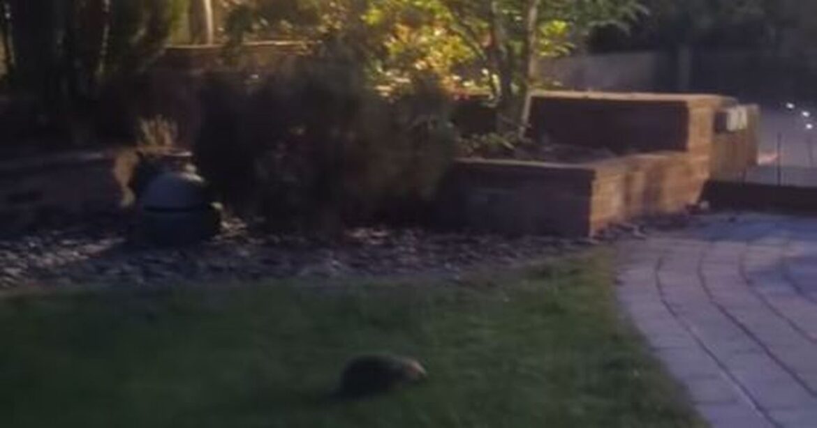 Keep hedgehogs coming to your garden by doing 1 thing in October Irish Mirror