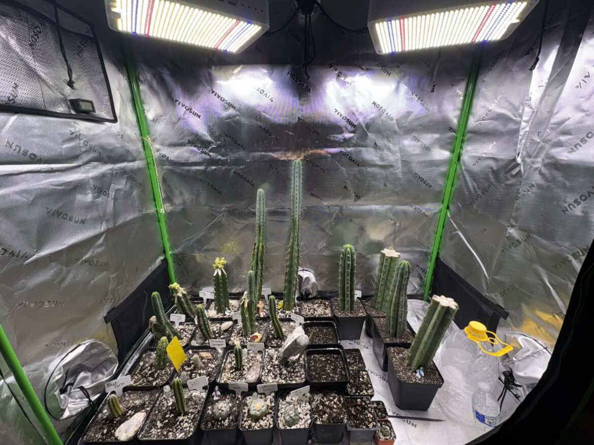 So Iโve popped up here and there for awhile. Iโm looking for potential advice? My lights are kingled they put out 100w each. I wonder if need stronger lights or if this is okay? Also use fox farm ocean blend with pumice 50/50. Any tips thank you ๐ ๐ So Iโve popped up here and there for awhile. Iโm looking for potential advice? My lights are kingled they put out 100w each. I wonder if need stronger lights or if this is okay? Also use fox farm ocean blend with pumice 50/50. Any tips thank you ๐ ๐