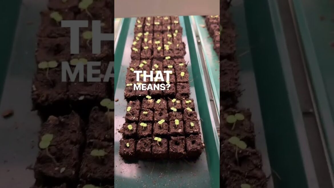 Wednesdays 8pm ET join The Gardening Show! Learn to start: seeds comment APP to get in Wednesdays 8pm ET join The Gardening Show! Learn to start: seeds comment APP to get in