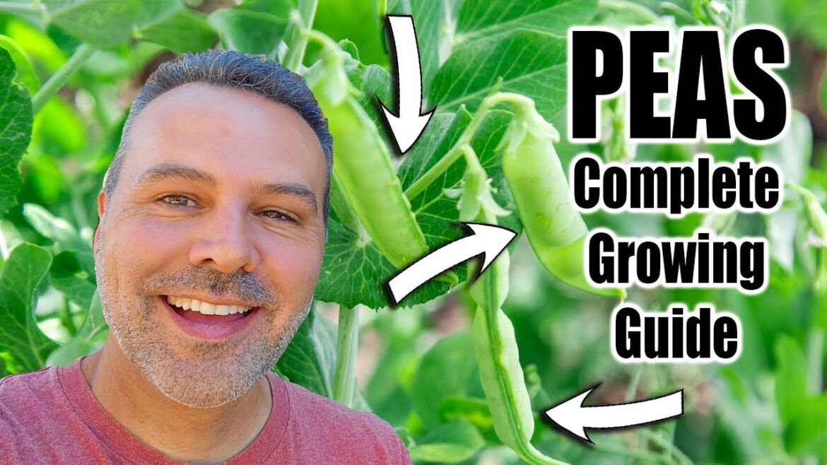 California Garden TV: How to Grow Peas – Complete Growing Guide How to Grow Peas - Complete Growing Guide