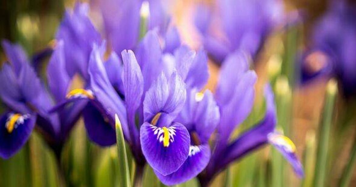 Gardeners World’s Joe Swift says plant one type of plant by end of November Daily Mirror