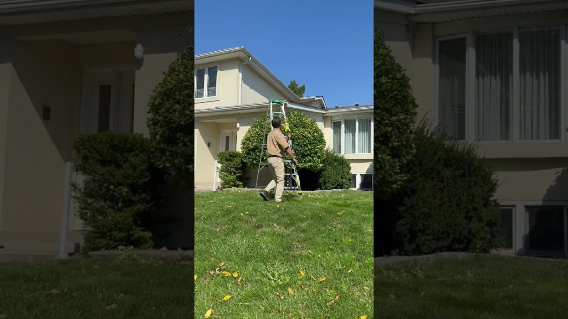 修剪整形植物和绿篱 Prunning hedges and shaped plants #backyard #garden #gardening #landscaping