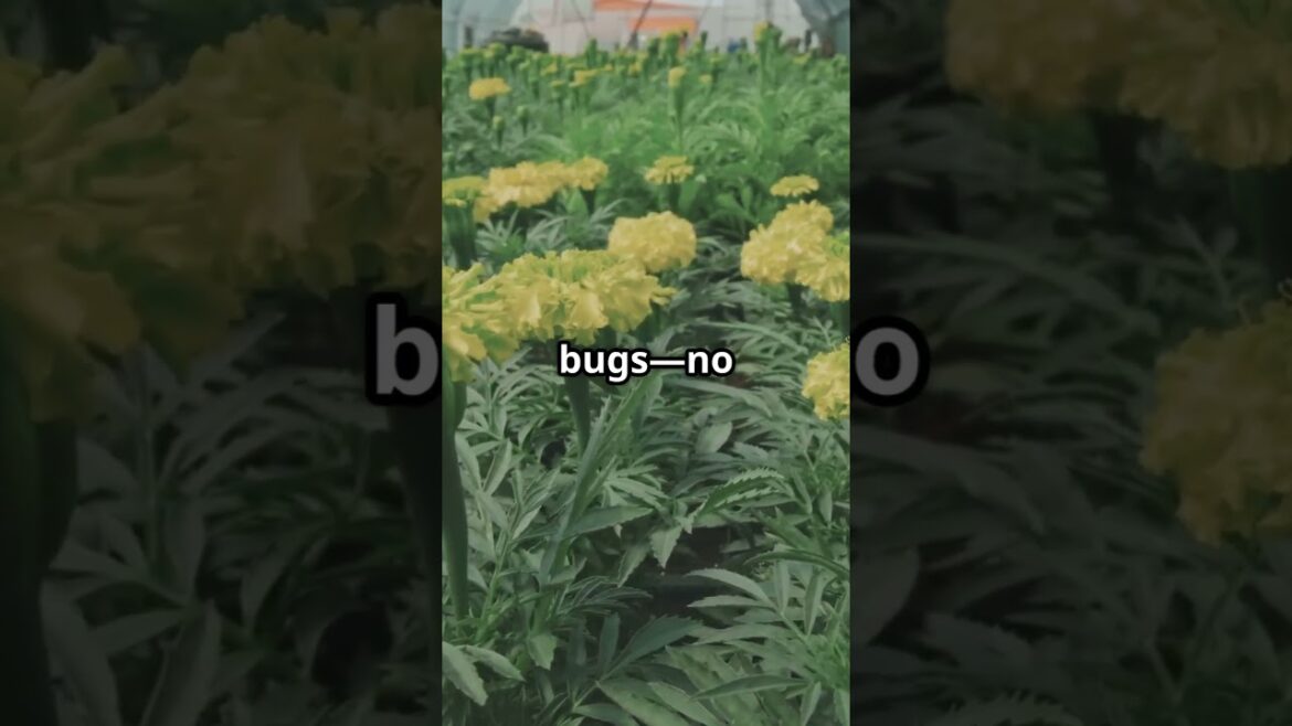 Why Marigolds Are Secret Garden Heroes!